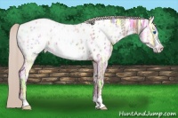 Horse Color:Silver Grullo Ice Frame Appaloosa