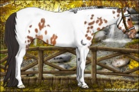 Horse Color:Bay Tobiano Appaloosa 