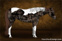 Horse Color:Liver Red Dun Ice Tobiano 