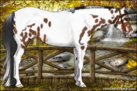 Horse Color:Bay Tobiano Near Leopard 