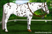 Horse Color:White Spotted Liver Chestnut Appaloosa 