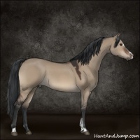 Horse Color:Brown Dun Sabino 