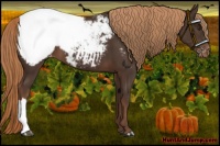 Horse Color:Liver Chestnut Appaloosa