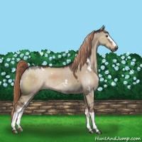 Horse Color:White Spotted Liver Red Dun Rabicano 