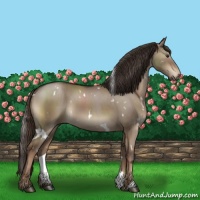 Horse Color:White Spotted Liver Red Dun Brindle 