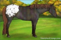 Horse Color:Midnight Red Dun Appaloosa