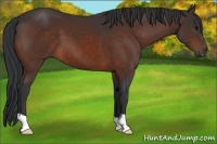 Horse Color:Brown 