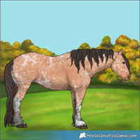 Horse Color:Bay Ice 