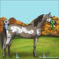 Horse Color:Smoky Black Near Leopard  and Smoky Grullo 
