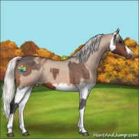 Horse Color:Bay Appaloosa and Silver Brown Dun Splash Appaloosa