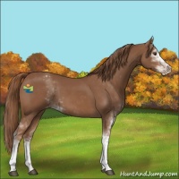 Horse Color:Chestnut Sabino Varnish 