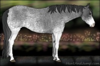 Horse Color:White Spotted Blue Roan 