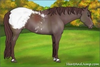 Horse Color:Chocolate Black Appaloosa 