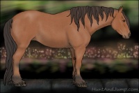 Horse Color:Bay Roan 