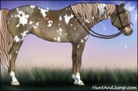 Horse Color:White Spotted Chocolate Palomino 