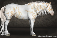 Horse Color:Gray Silver Amber Cream Champagne Roan Dun Splash Tobiano Frame Appaloosa Rabicano 