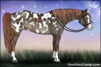 Horse Color:Liver Chestnut Splash Appaloosa 