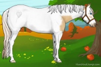 Horse Color:Palomino Dun Splash Tobiano Frame 
