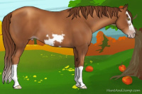 Horse Color:Gray Gold Champagne Splash Frame 