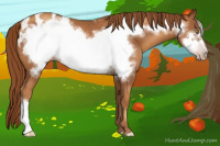 Horse Color:Gray Gold Champagne Frame Appaloosa 