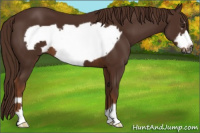 Horse Color:Gray Chestnut Frame 