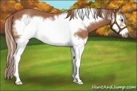Horse Color:Chestnut Splash Frame 