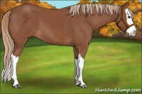 Horse Color:Chestnut Splash 
