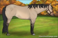 Horse Color:Bay Dun