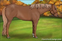 Horse Color:Chestnut 