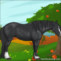Horse Color:Black Sabino