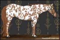 Horse Color:Red Roan Near Leopard 