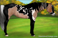 Horse Color:Gray Bay Roan Splash Tobiano Rabicano 