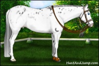 Horse Color:Black Sabino Splash Appaloosa 