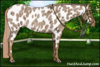 Horse Color:Chocolate Palomino Roan Near Leopard 