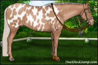 Horse Color:Silver Brown Pearl Blanket Rabicano 
