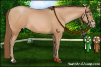 Horse Color:Bay Pearl