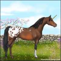 Horse Color:Bay Appaloosa 