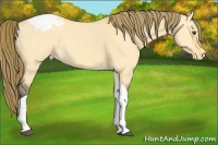 Horse Color:Buckskin Dun Tobiano Appaloosa 