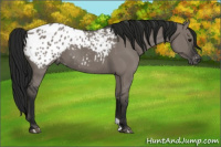 Horse Color:Gray Grullo Appaloosa 