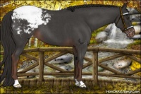 Horse Color:Liver Red Roan Snowcap
