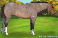 Horse Color:Bay Roan 