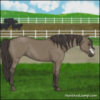 Horse Color:Smoky Grullo 