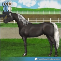 Horse Color:Liver Chestnut Mushroom 
