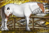 Horse Color:Bay Splash Tobiano Appaloosa  and Bay Splash Tobiano Appaloosa 