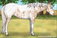 Horse Color:Silver Bay Splash Tobiano Appaloosa  and Gray Silver Bay Splash Tobiano Appaloosa 