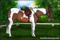 Horse Color:Brown Tobiano 