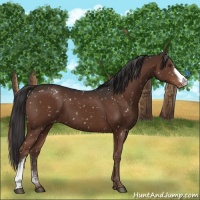 Horse Color:Liver Chestnut Appaloosa