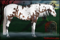 Horse Color:Bay Splash Tobiano Appaloosa  and Bay Splash Tobiano Frame Appaloosa 