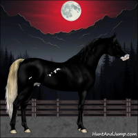 Horse Color:Blue Onyx Sabino Appaloosa 