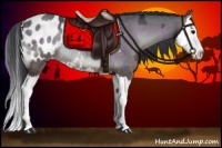 Horse Color:Blue Onyx Ice Splash Appaloosa Rabicano 